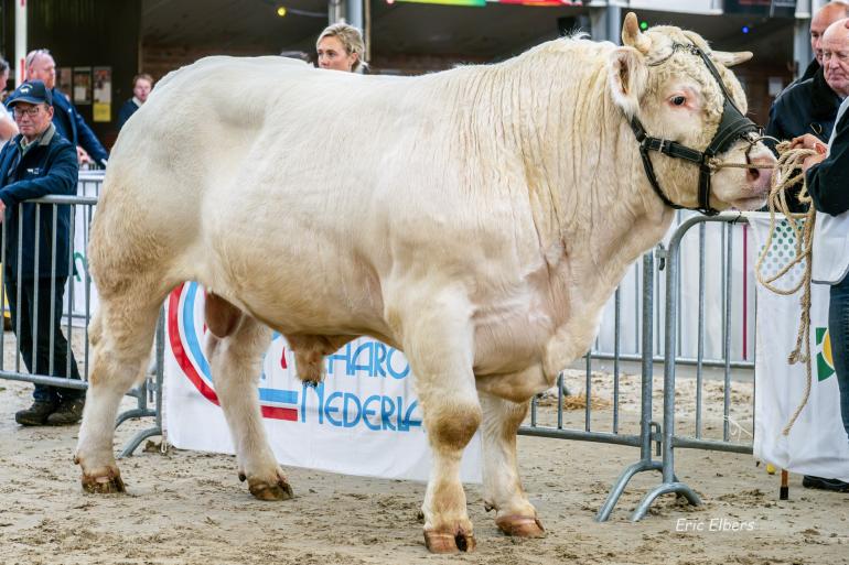 Algemeen kampioen mannelijk Verdi (foto: Eric Elbers)