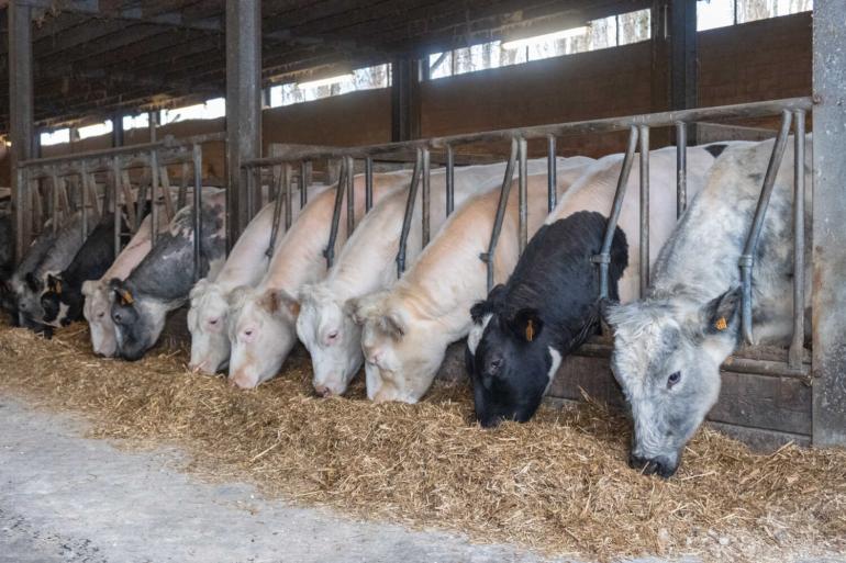 De rund- en kalfsvleessector is een van de weinige landbouwsectoren met omzetgroei