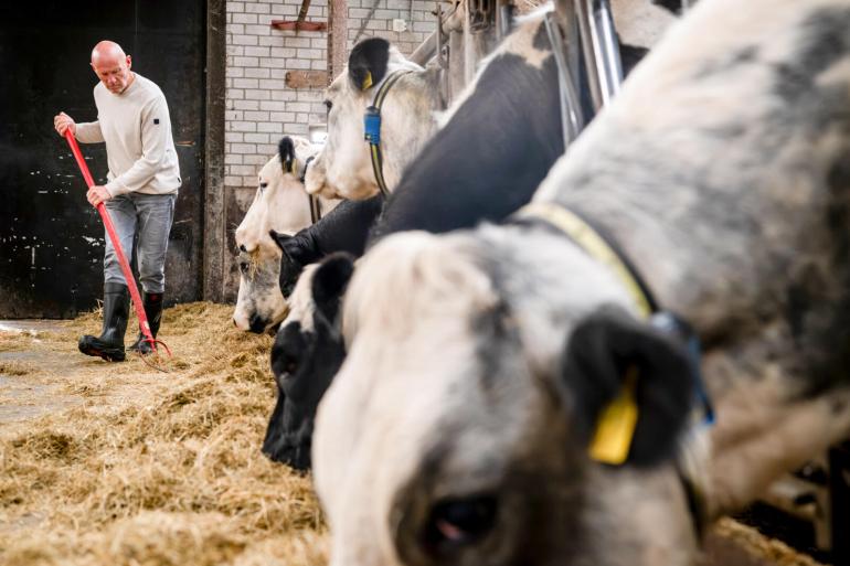 Henk Strijbos voert zijn koeien op wat kuilvoer op stal