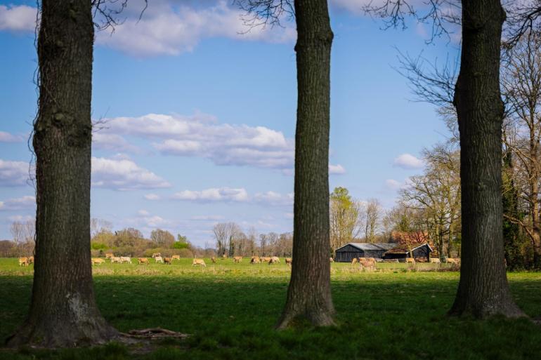 De extensiveringsregelingen zijn opgezet voor samenwerkingsverbanden tussen melkveehouders waarvan minimaal de helft van het bedrijfsareaal binnen 2,5 km van een stikstofgevoelig Natura 2000-overgangsgebied liggen