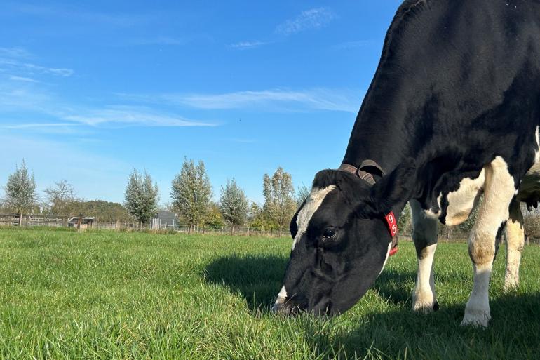De kwaliteit van het herfstgras is de laatste weken nauwelijks veranderd