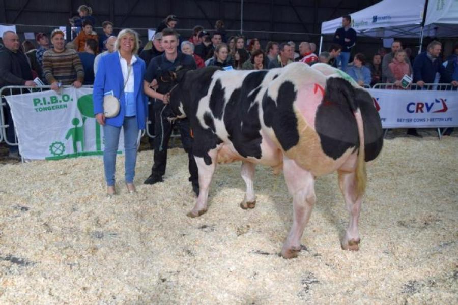 Rubriekwinnaar stieren vanaf 15 maanden - Abernaud du Cortil-Gayot (v. Macaron) - Philippe Melotte, Lathuy