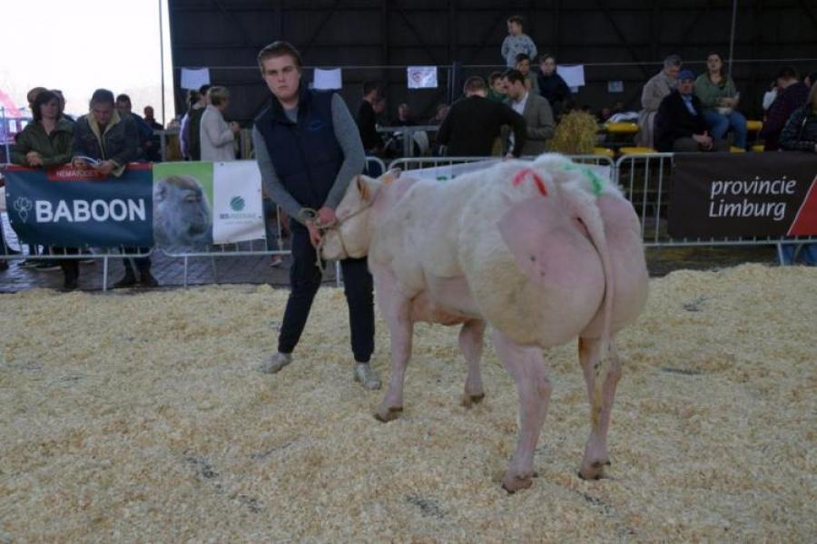 Rubriekwinnaar stieren tot 10 maanden - Ravano van de Sluizenweg (v. Balisto) - Anny Meers & Marc Peters, Millen