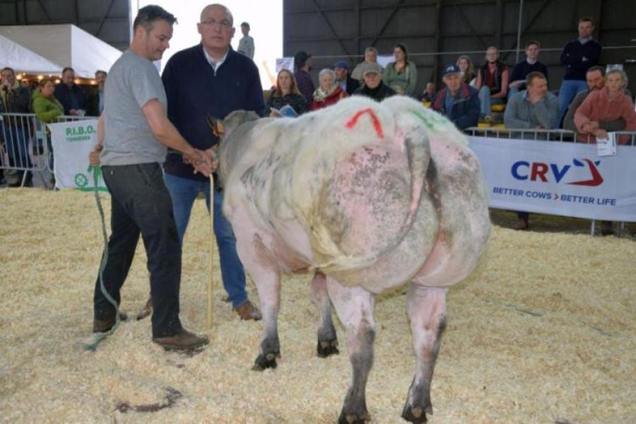 Rubriekwinnaar stieren van 10 tot 15 maanden - Raven van de Sluizenweg (v. Hercul) - Anny Meers & Marc Peters, Millen