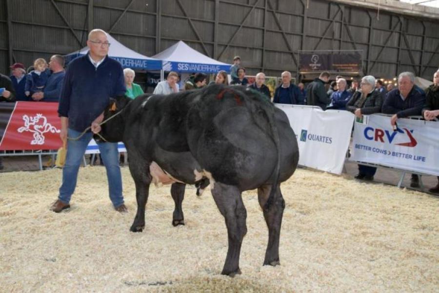 Rubriekwinnaar stieren van 10 tot 15 maanden - Rowan van de Sluizenweg (v. Benhur) - Anny Meers & Marc Peters, Millen