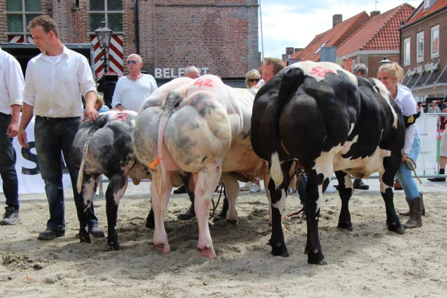 Beste groep nakomelingen van 1 koe: N. F. den Hamer, Zuidzande