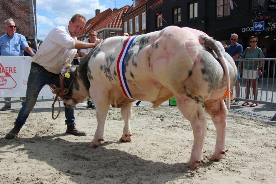 Van de Schaepstelle Cado (v. Vidal), kampioen stieren 12 tot 24 maanden, N. F. den Hamer, Zuidzande