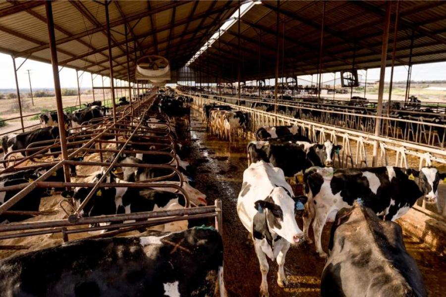 Amerikaanse melkveehouders namen in 2022 16,2 miljoen rietjes af van melkveestieren