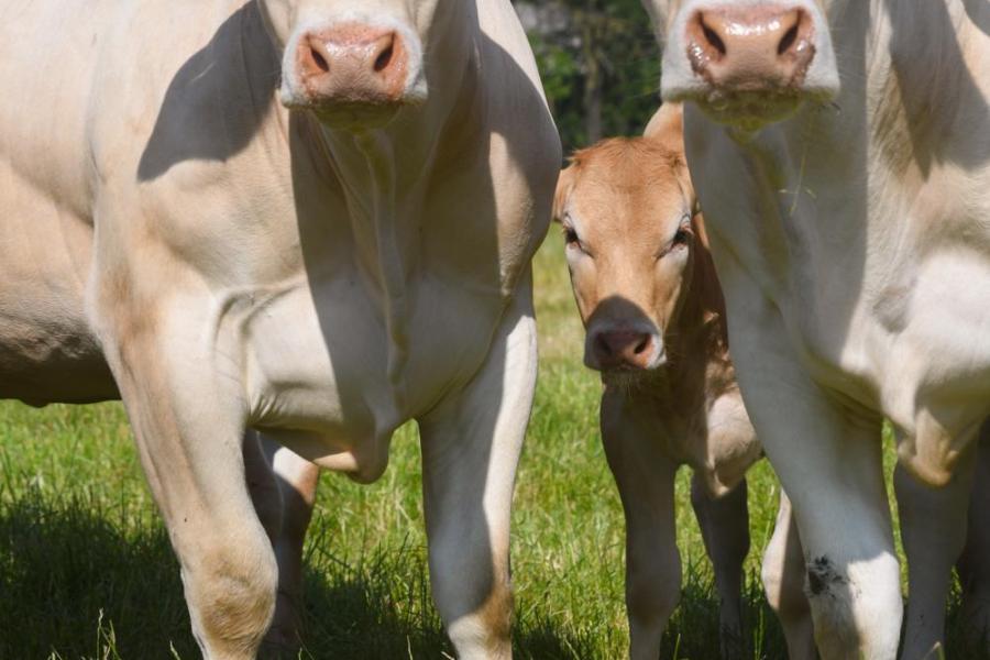 Farm Beef Boutique Zonhoven