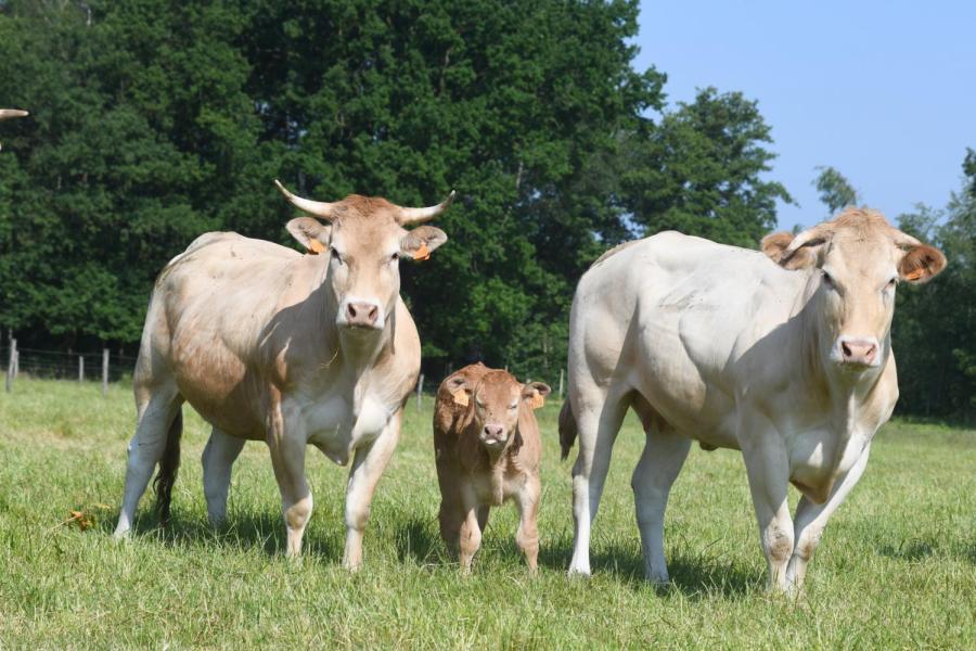 Farm Beef Boutique Zonhoven