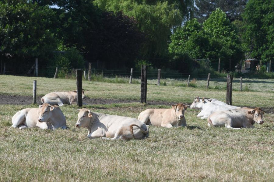 Farm Beef Boutique Zonhoven