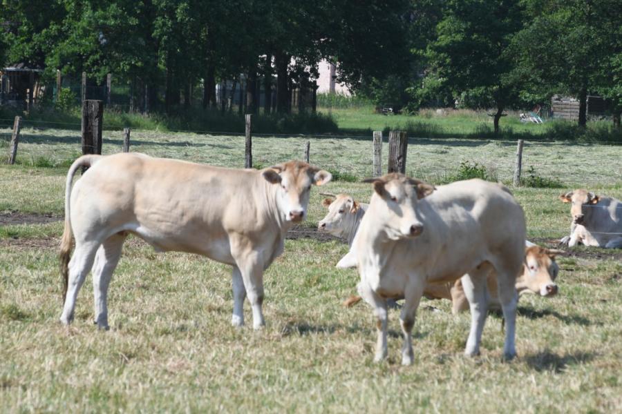 Farm Beef Boutique Zonhoven