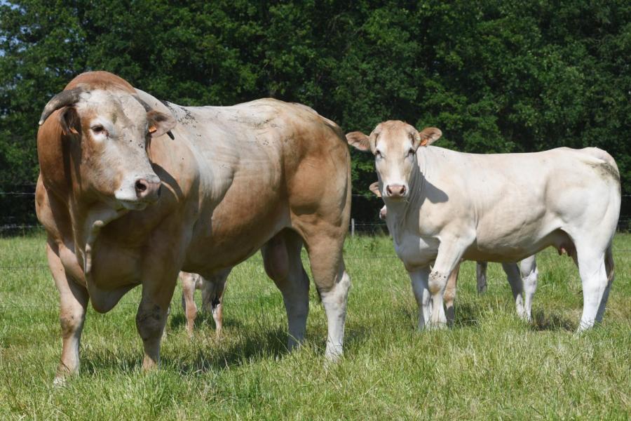 Farm Beef Boutique Zonhoven