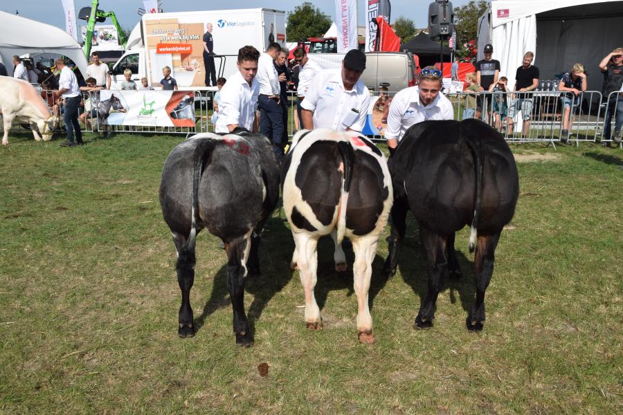 afstamming van een stier