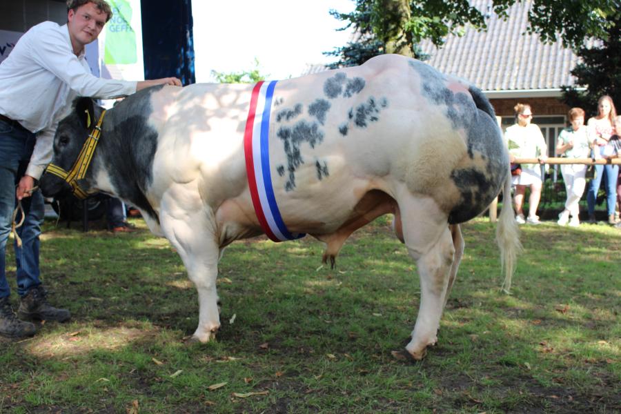 Jan van de Muiderzee (v. Amaretto), kampioen stieren