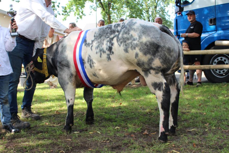 Notorious van de Muiderzee (v. Dali), kampioen jonge stieren