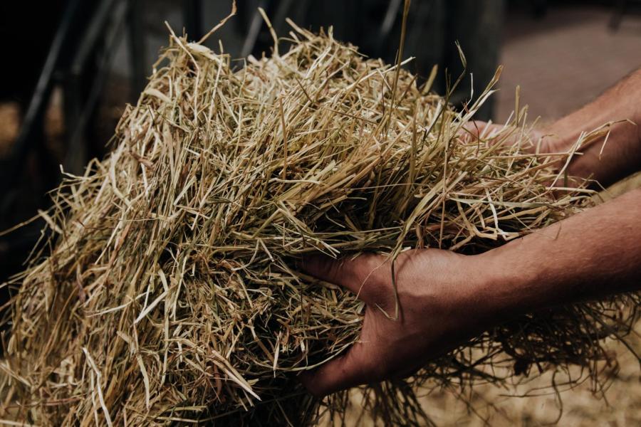De rest van de koeien krijgt enkel voordroogkuil en mineralen