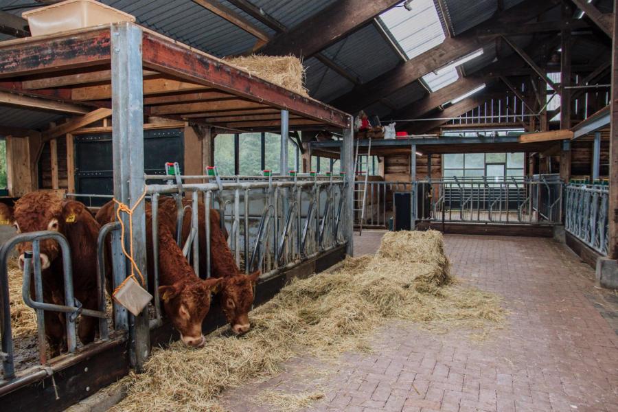 Voorheen gingen alle stiertjes weg naar afmester Vleesvee Integratie Twente, maar met de komst van de nieuwe stier zetten de veehouders nu meer in op het verkopen van stiertjes voor de fokkerij. 