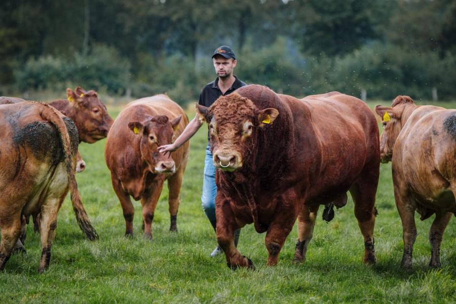 De veehouders selecteren al jarenlang streng op karakter. Ze willen dat de koeien makkelijk in de omgang zijn en dat ze er zonder problemen tussendoor kunnen lopen
