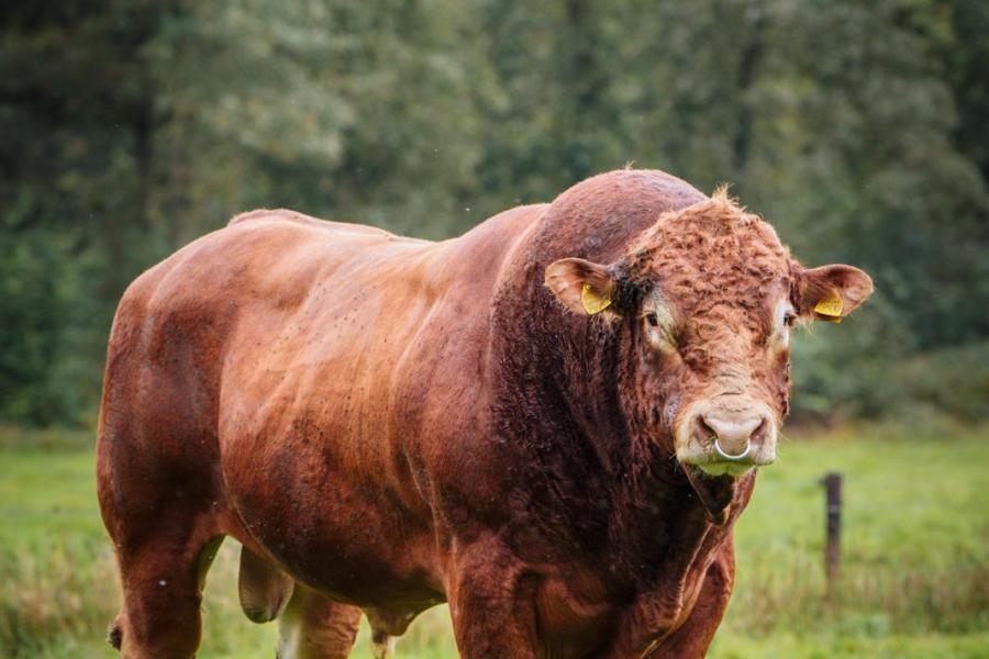 De nieuwste aanwinst van de familie Bosch is de Duitse stier Rocko PP (v. TÖLL Rocky PP)