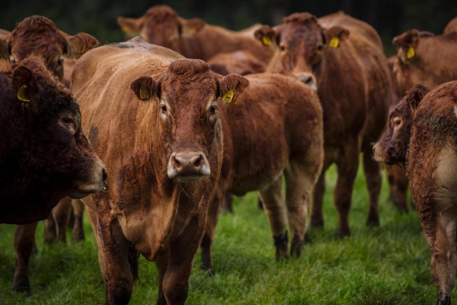 De kudde van moederdieren met zorgvuldig gefokte kalfjes en een stier straalt rust uit