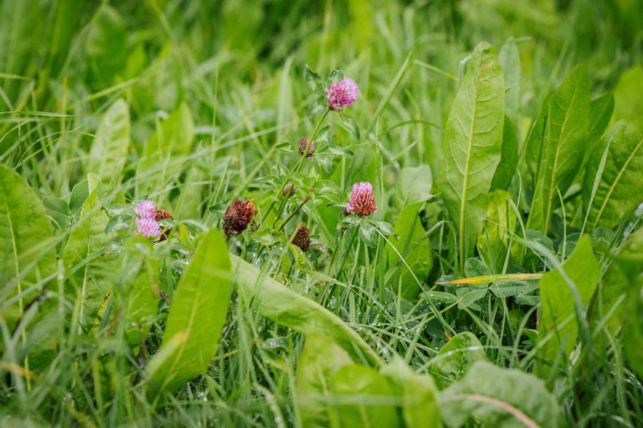 Omdat gras en hooi een belangrijke rol spelen op het bedrijf, zetten Joop en Jeroen zich in voor een goede graszode. Zo experimenteren ze al een paar jaar met kruidenrijk en klaverrijk grasland