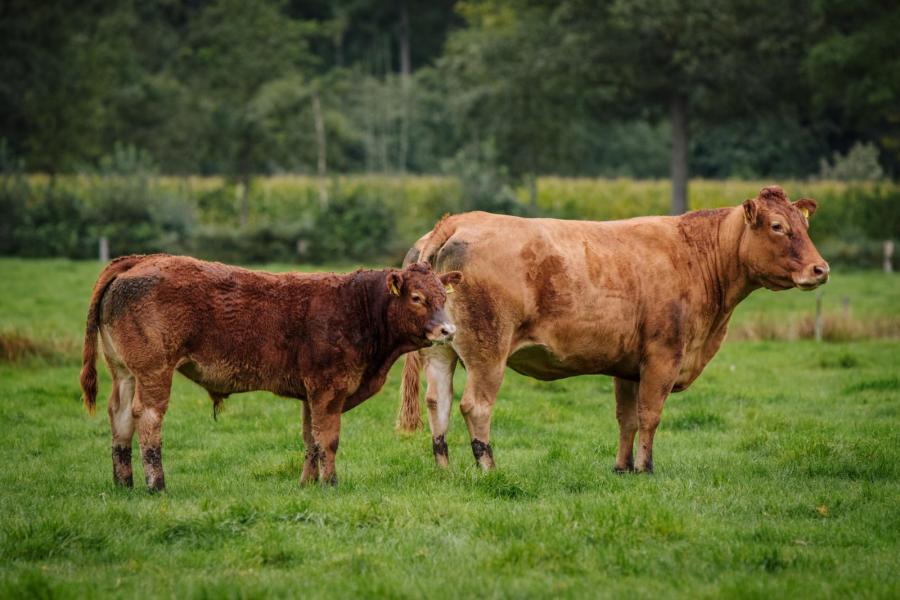 Alleen koeien waarbij de uier te groot wordt, waardoor de kalveren er niet meer bij kunnen, en koeien waarvan de kalveren niet goed genoeg groeien of niet bij het fokdoel passen, gaan weg