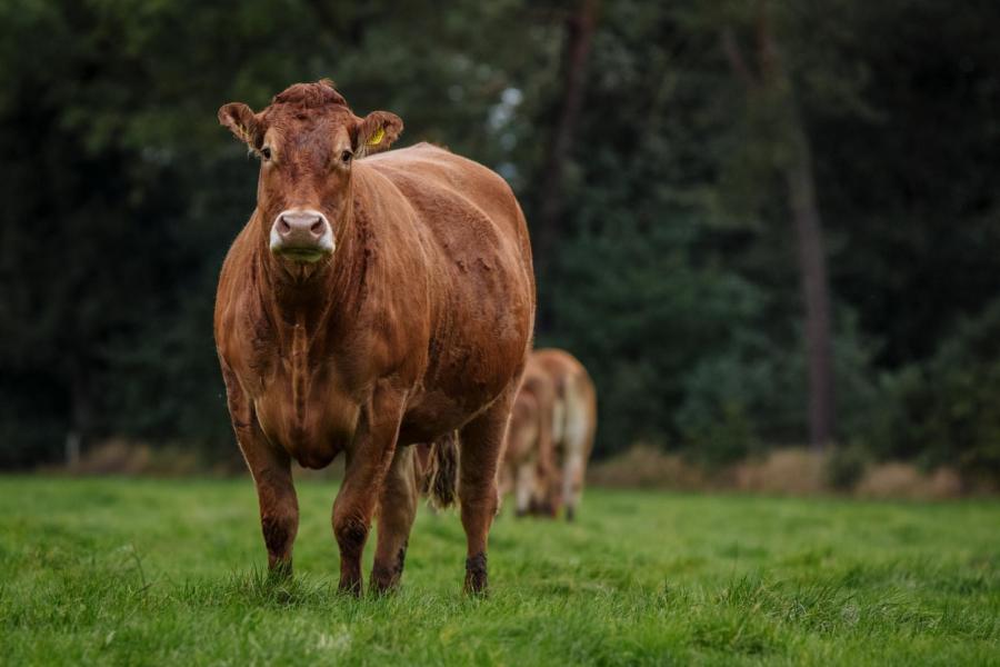 De rest van de vrouwelijke dieren blijft zo lang mogelijk op het bedrijf. 'Ik ben gek op oudere koeien. Het zijn vaak bakbeesten en ze zijn nog rustiger van karakter', vertelt Jeroen