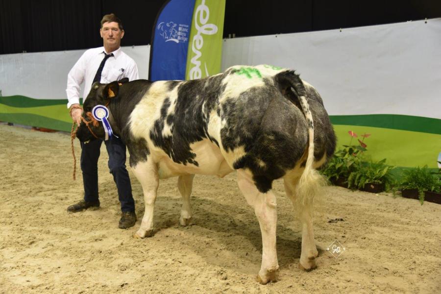 Surprise van de Kerkenhofstede