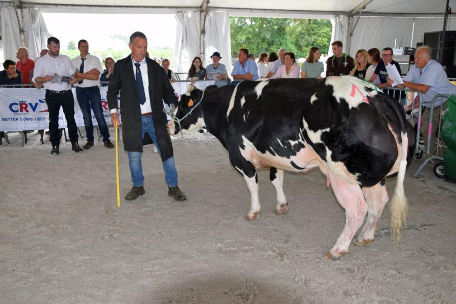 Ariana van het Kruisborre