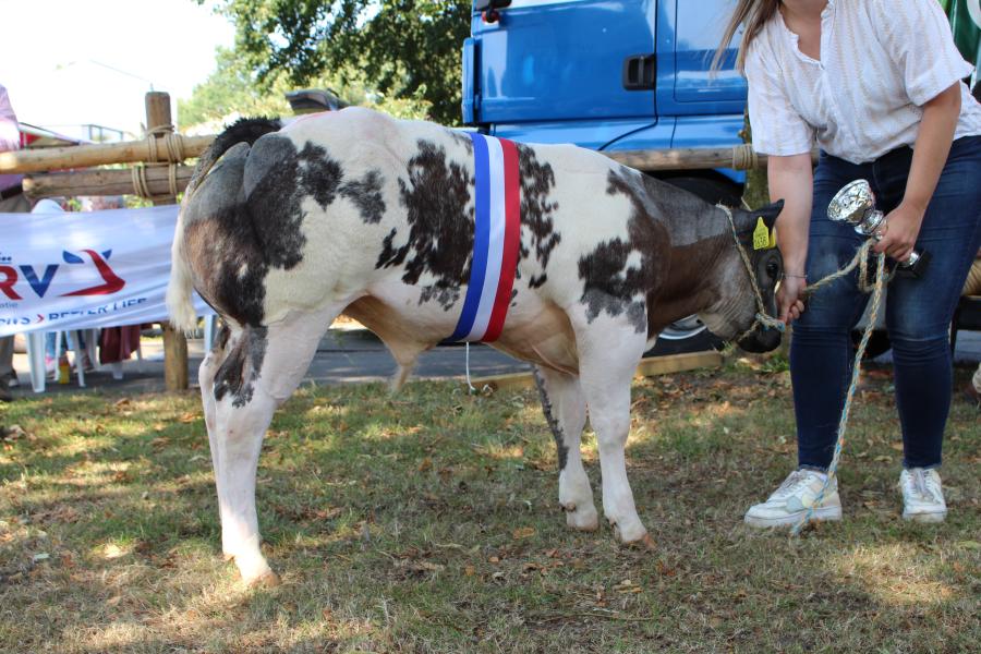 Twix van het Waterland (v. Fute), kampioen stierkalveren