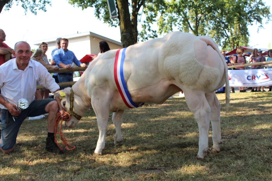 Anissa (v. Gedeon), kampioen pinken