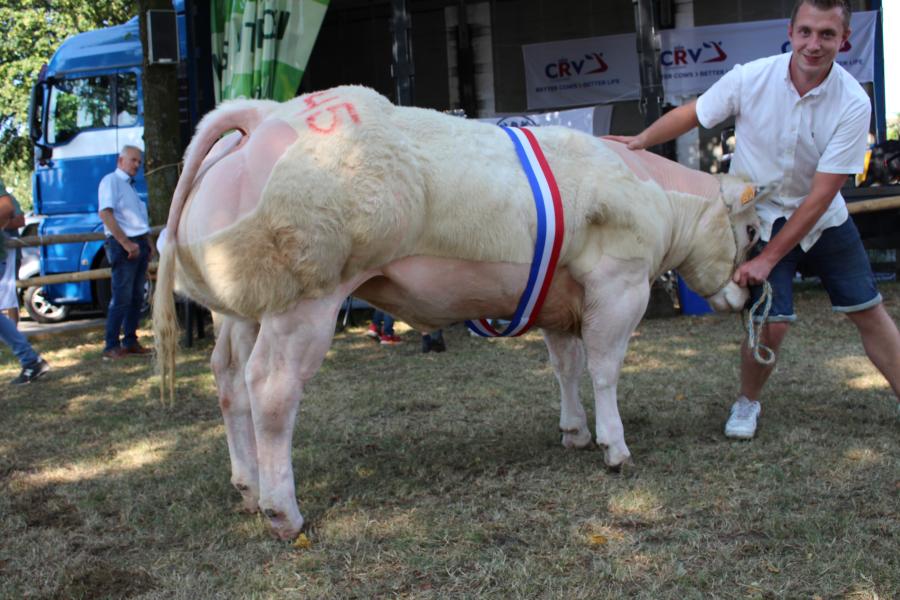 Salaison de Saile (v. Tetu), kampioen jonge vaarzen