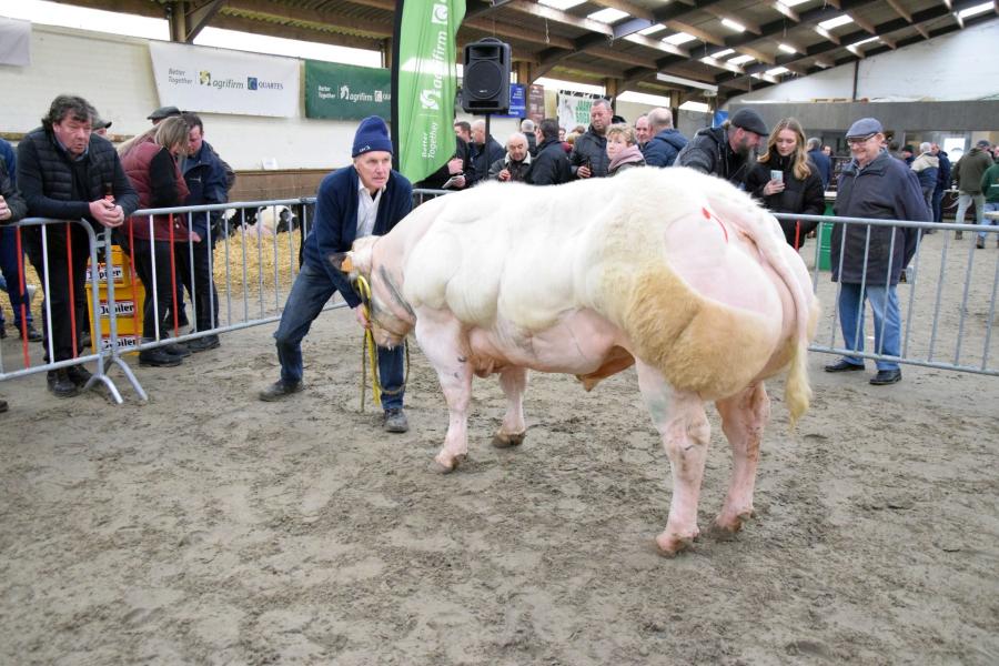 Cesar van het Kruisborre