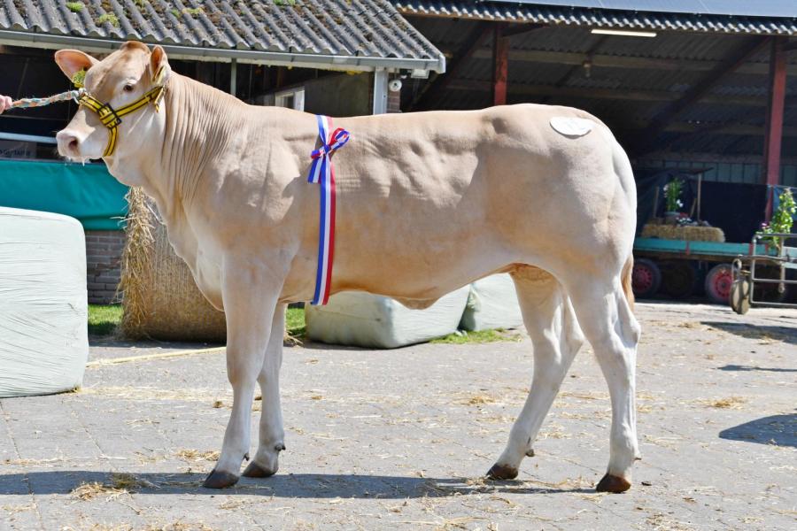 Louisdochter Uliana Malo werd dagkampioene tijdens de jongveekeuring in Koekange