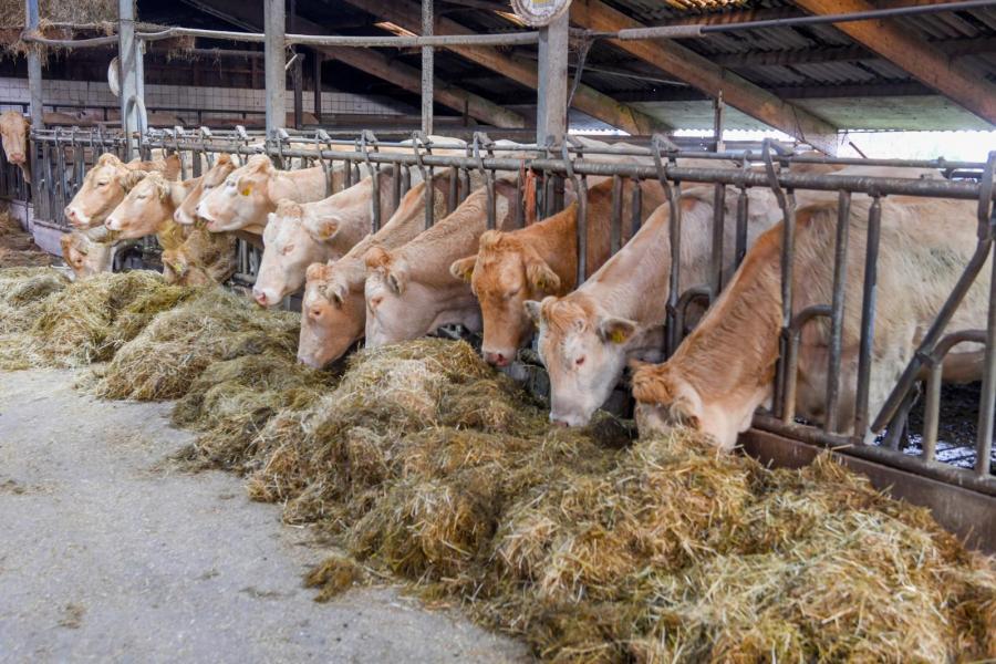 Voeding krijg volop aandacht. De melkgevende koeien krijgen eerste kwaliteits kuilgras in combinatie met natuurhooi.