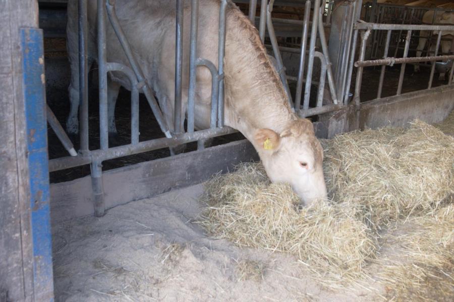 Gemiddeld vreten koeien in de afmestgroep ruim 18 kg meel per dag, naast onbeperkt toegang tot grof natuurhooi. Na drie maanden zijn de koeien slachtrijp. Het meel is een complete maismix met 13,8 procent eiwit dat ook een gist als buffer bevat.