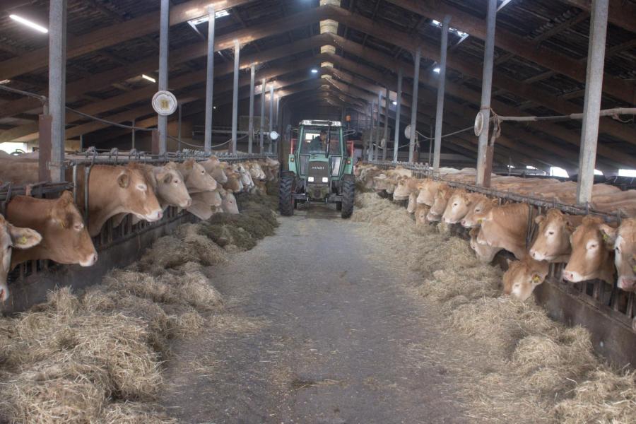 De koeien worden gevoerd met een blokkendoseerwagen. Daarmee worden de verschillende laagjes ruwvoer over elkaar heen verdeeld.