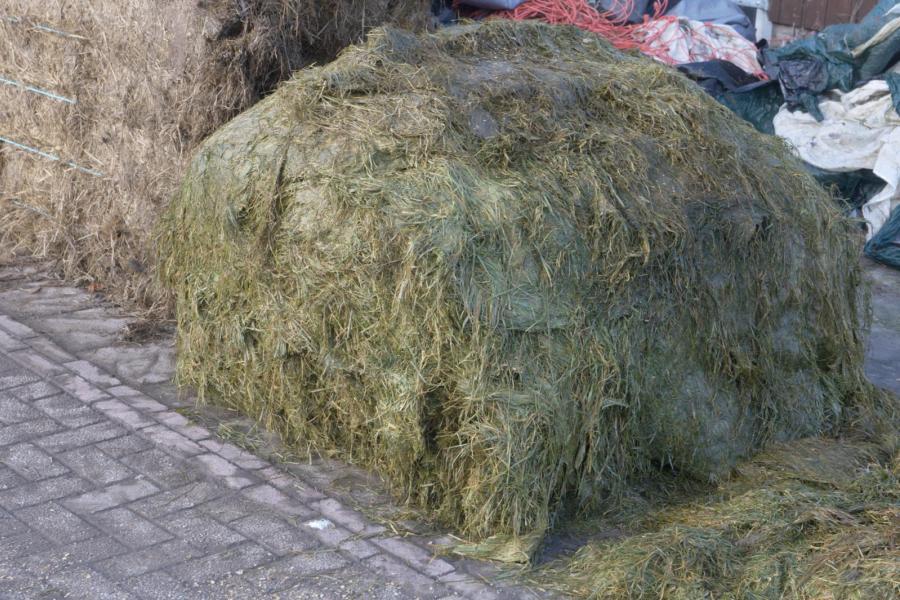 Het kuilgras wordt in balen ingekuild. Sommige balen zijn afgelopen jaar erg nat gewonnen.