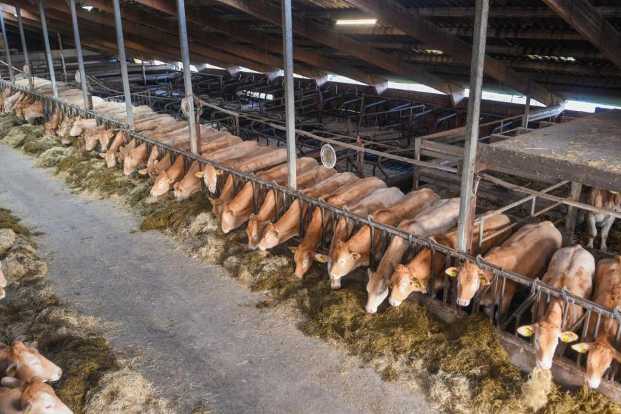 De koeien worden gehouden in een ligboxenstal uit 1976. Daarin is plaats voor 110 tot 120 dieren.