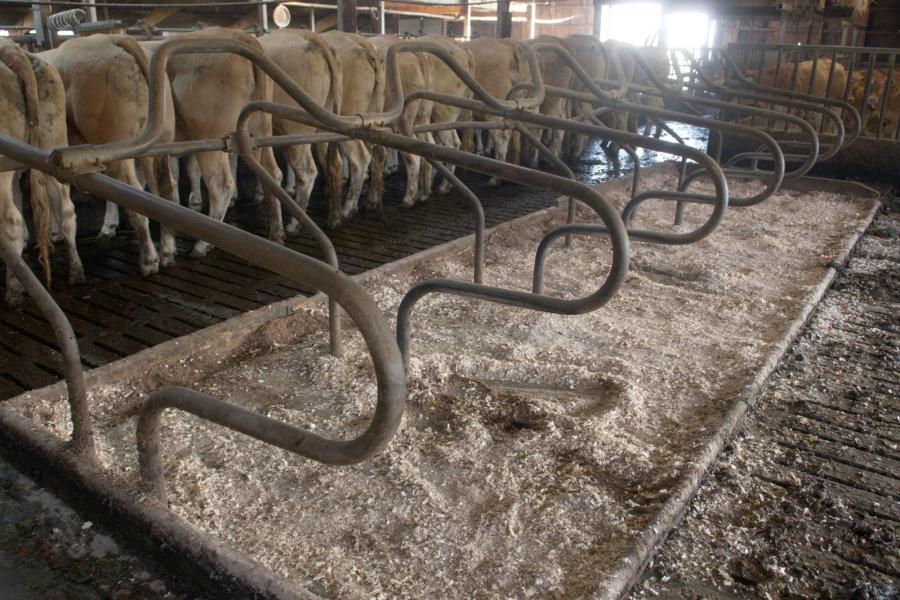 De koeien liggen in ligboxen met een laagje zaagsel die dagelijks worden schoongemaakt.