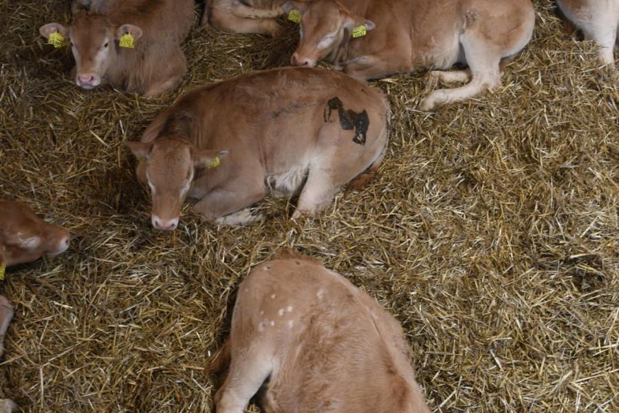 De kalveren lopen tussen hun moeders, maar kunnen in een royale strobox schoon en droog liggen. Dat leren ze snel