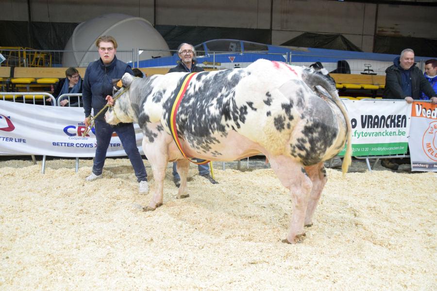 Dianthus van het Kerkemshof