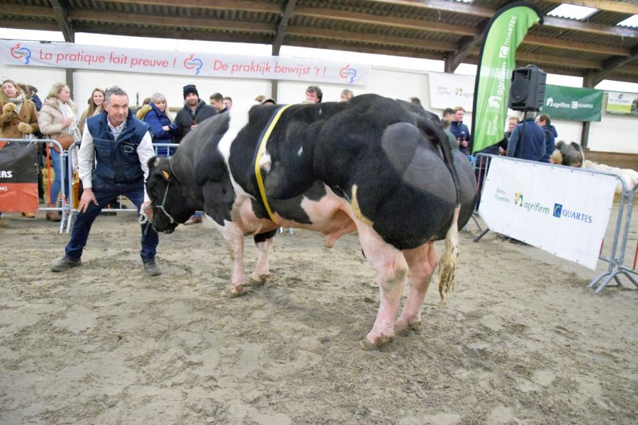 Parel van het Kruisborre