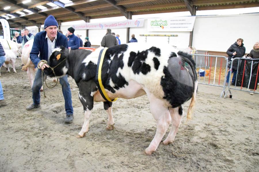 Donna van het Kruisborre