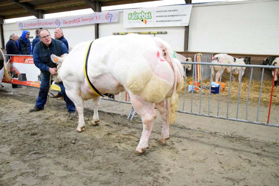 Savannah van het Bareelhof