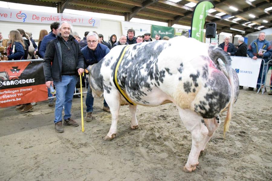 Dianthus van het Kerkemshof