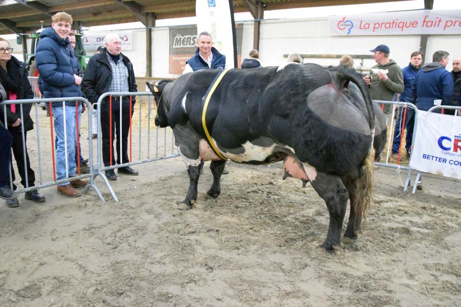 Providence van het Kruisborre