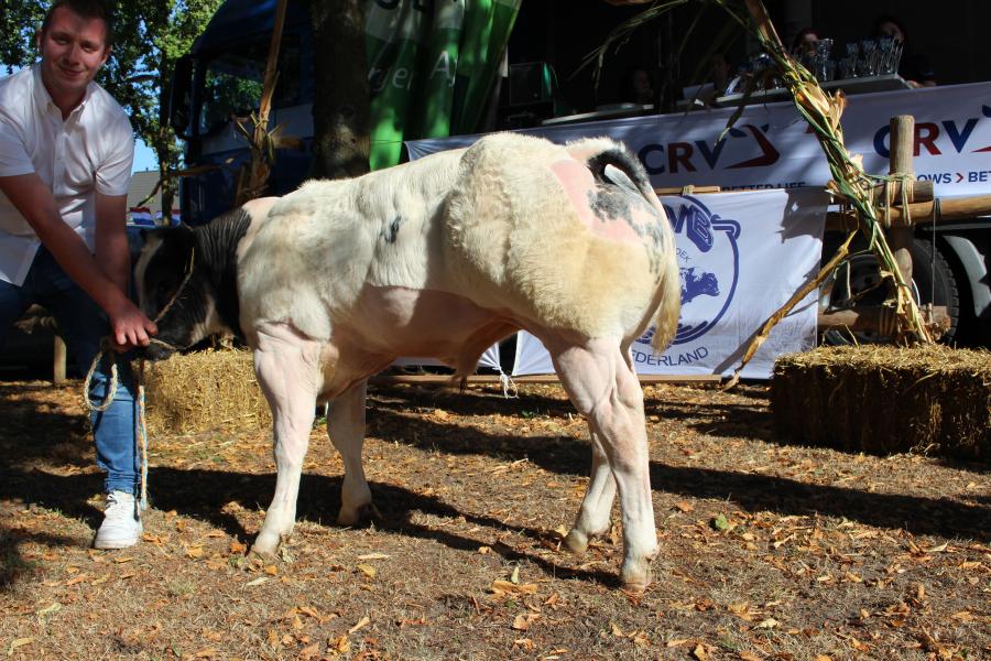 Bliksem van het Waterland (v. Jet-Set), kampioen stierkalveren