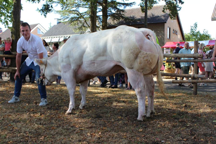 Louange (v. Avicii), kampioen oudere vaarzen